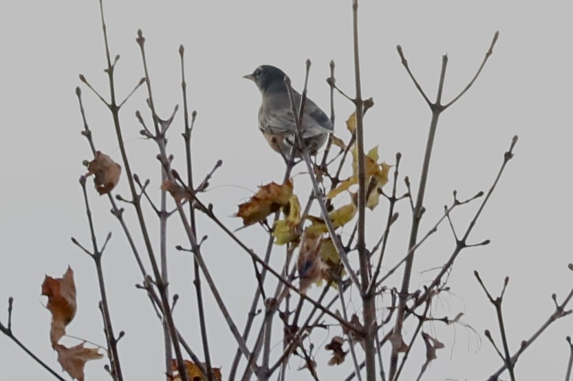 קיכלי נודד - ML644544886