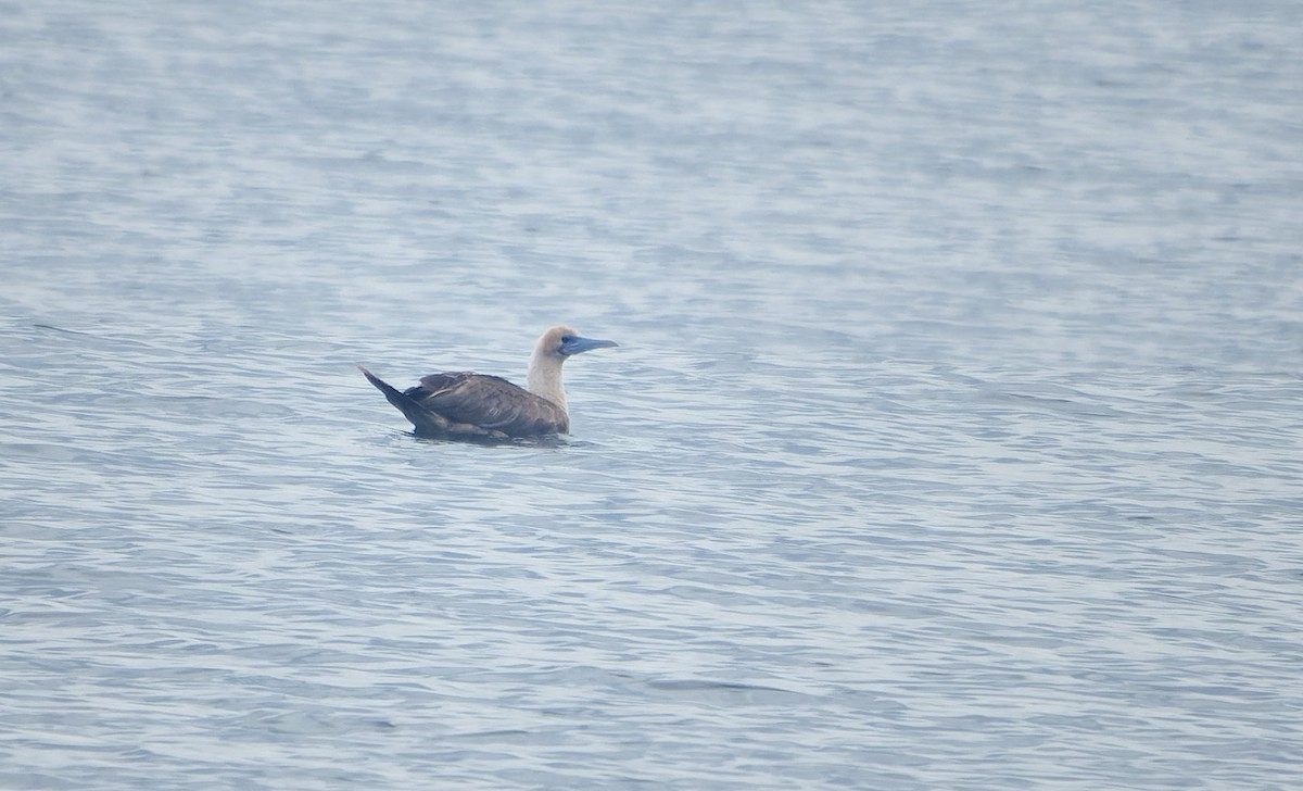 Rotfußtölpel - ML644544887