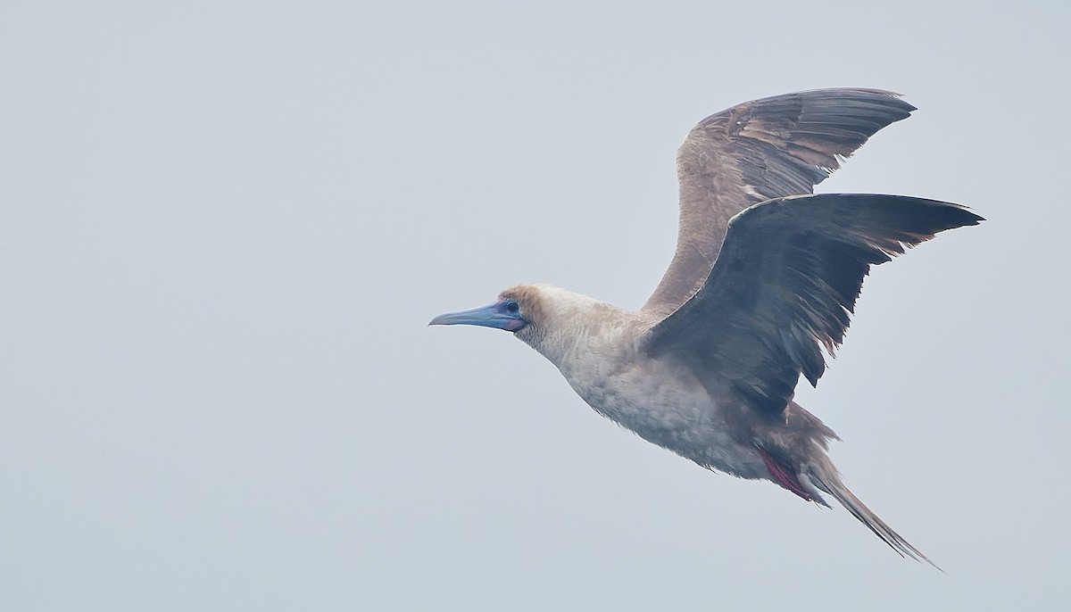 Rotfußtölpel - ML644544888