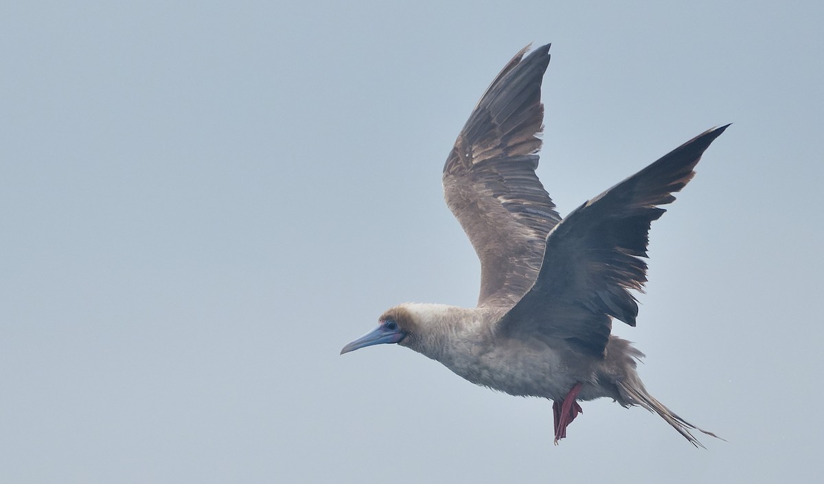 Rotfußtölpel - ML644544889