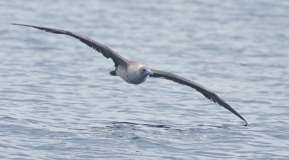 Rotfußtölpel - ML644544890