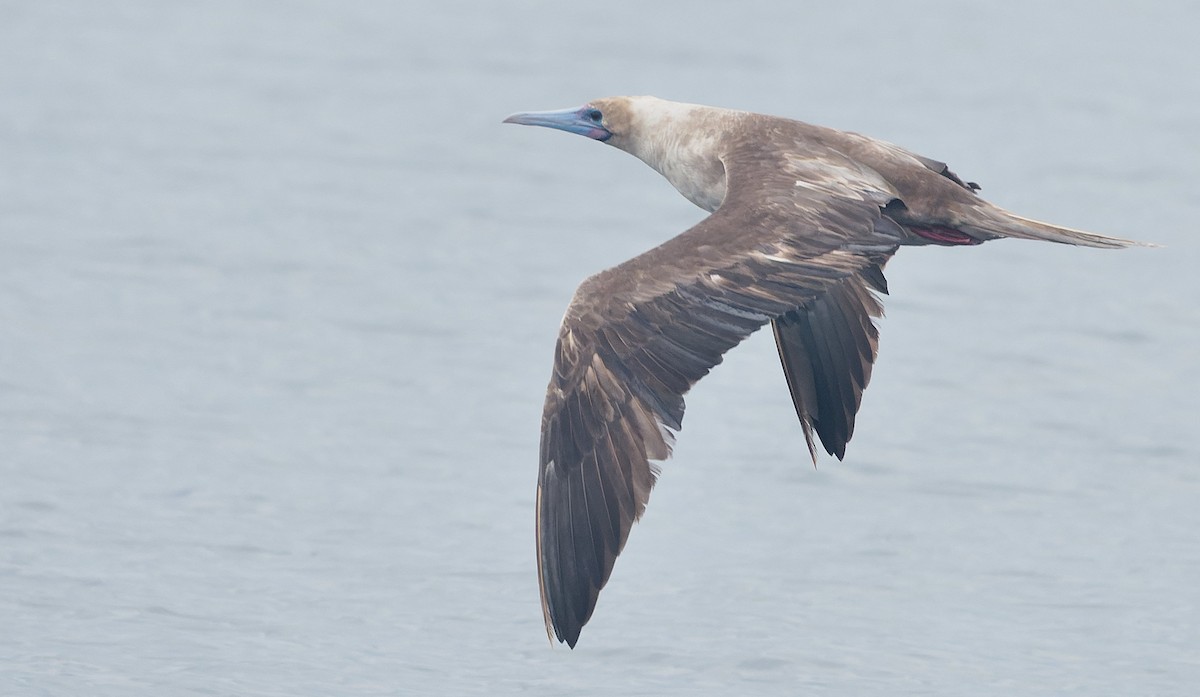 Rotfußtölpel - ML644544891