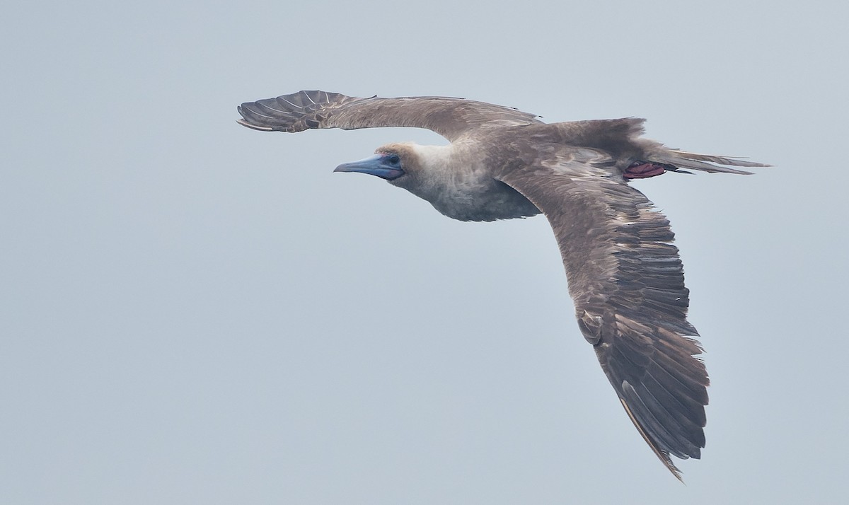 Rotfußtölpel - ML644544892