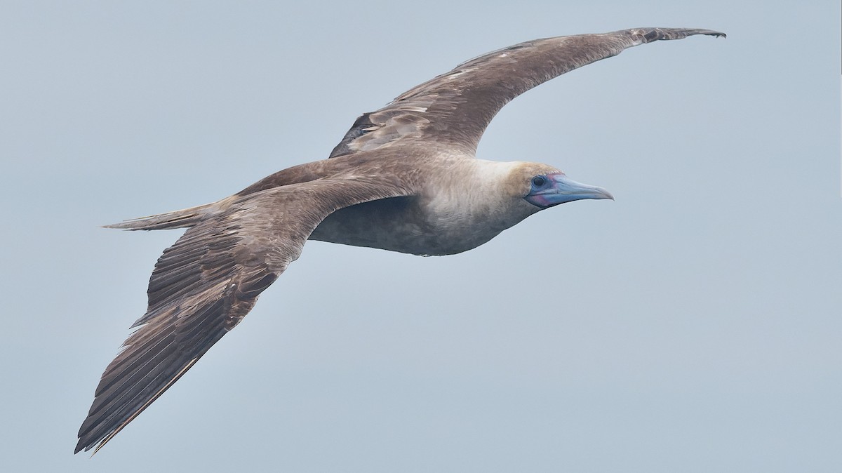 Rotfußtölpel - ML644544893