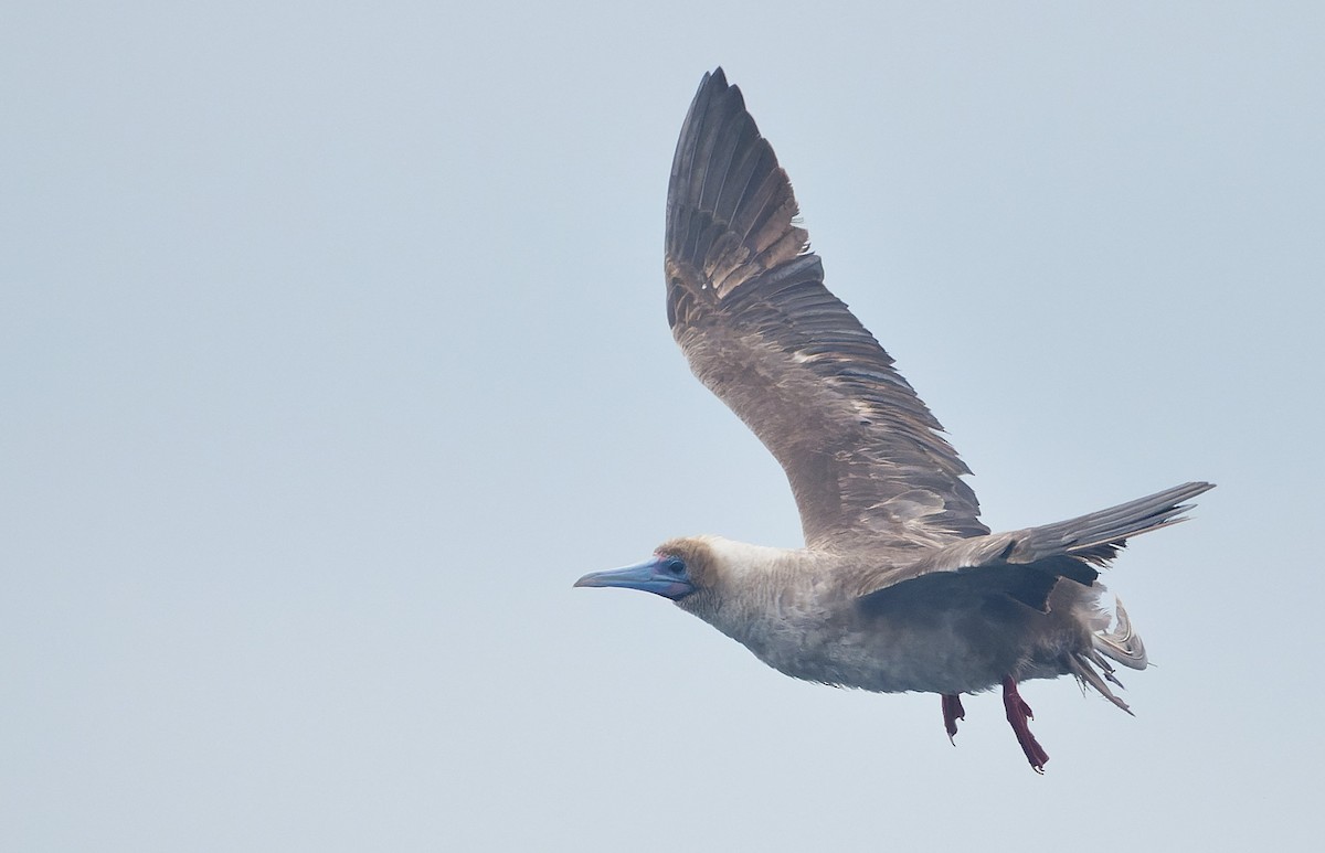 Rotfußtölpel - ML644544895