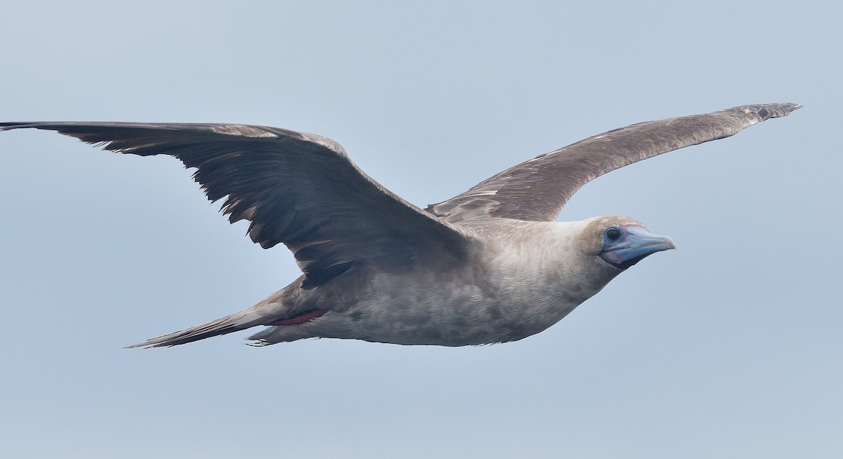 Rotfußtölpel - ML644544896