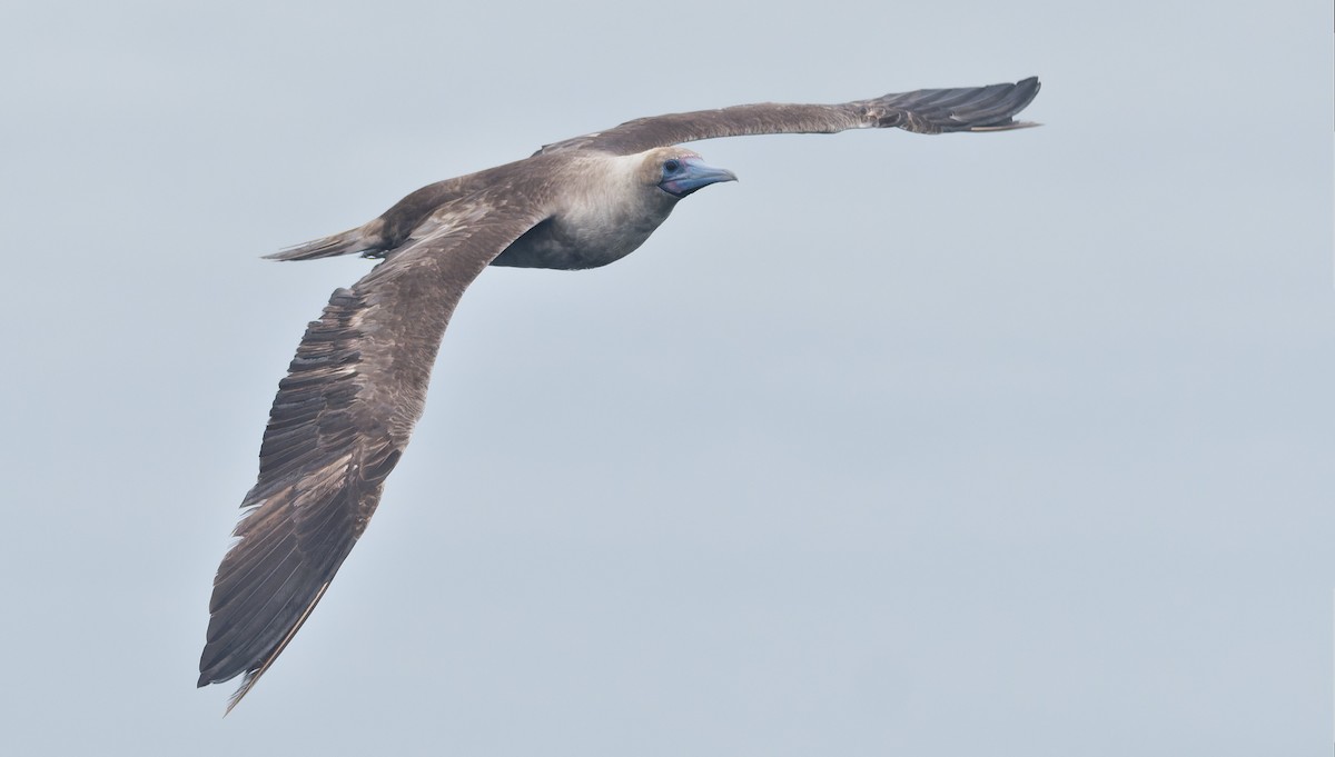 Rotfußtölpel - ML644544897