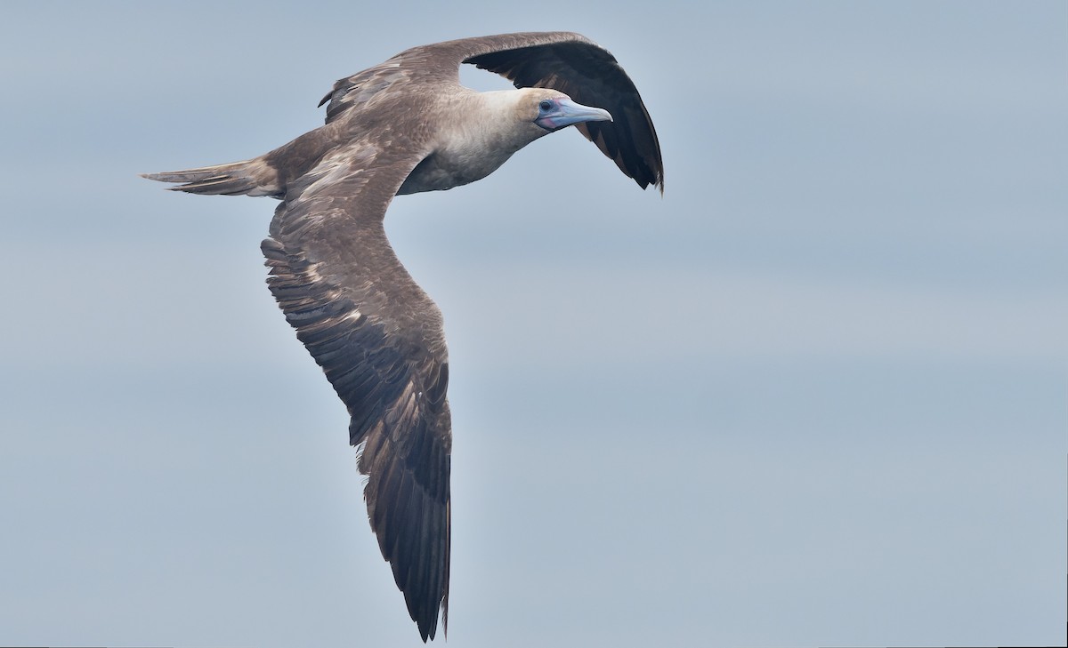 Rotfußtölpel - ML644544898