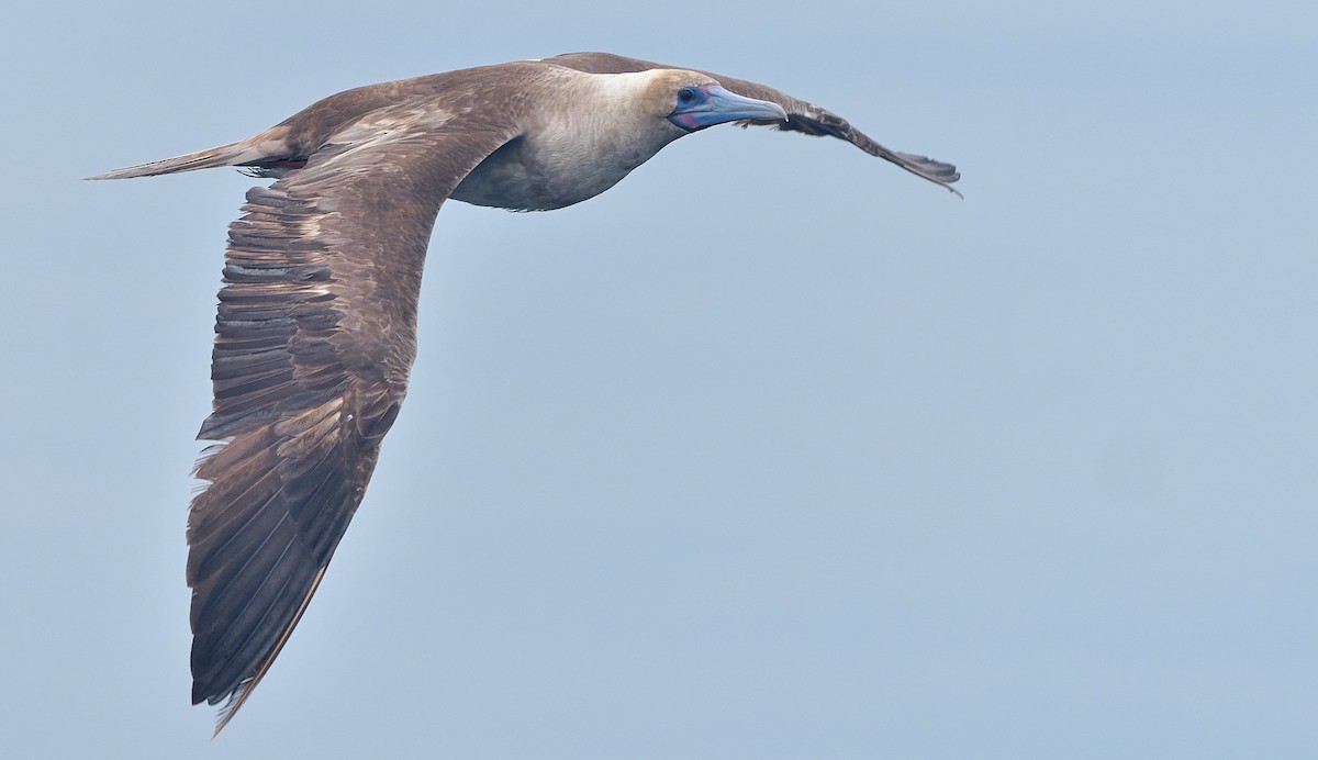 Rotfußtölpel - ML644544899