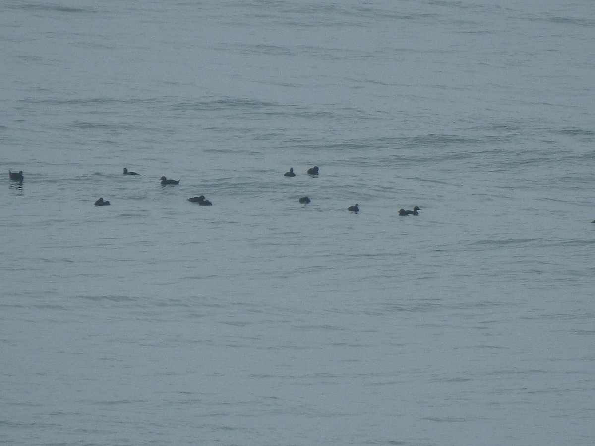 Common Scoter - ML644544902