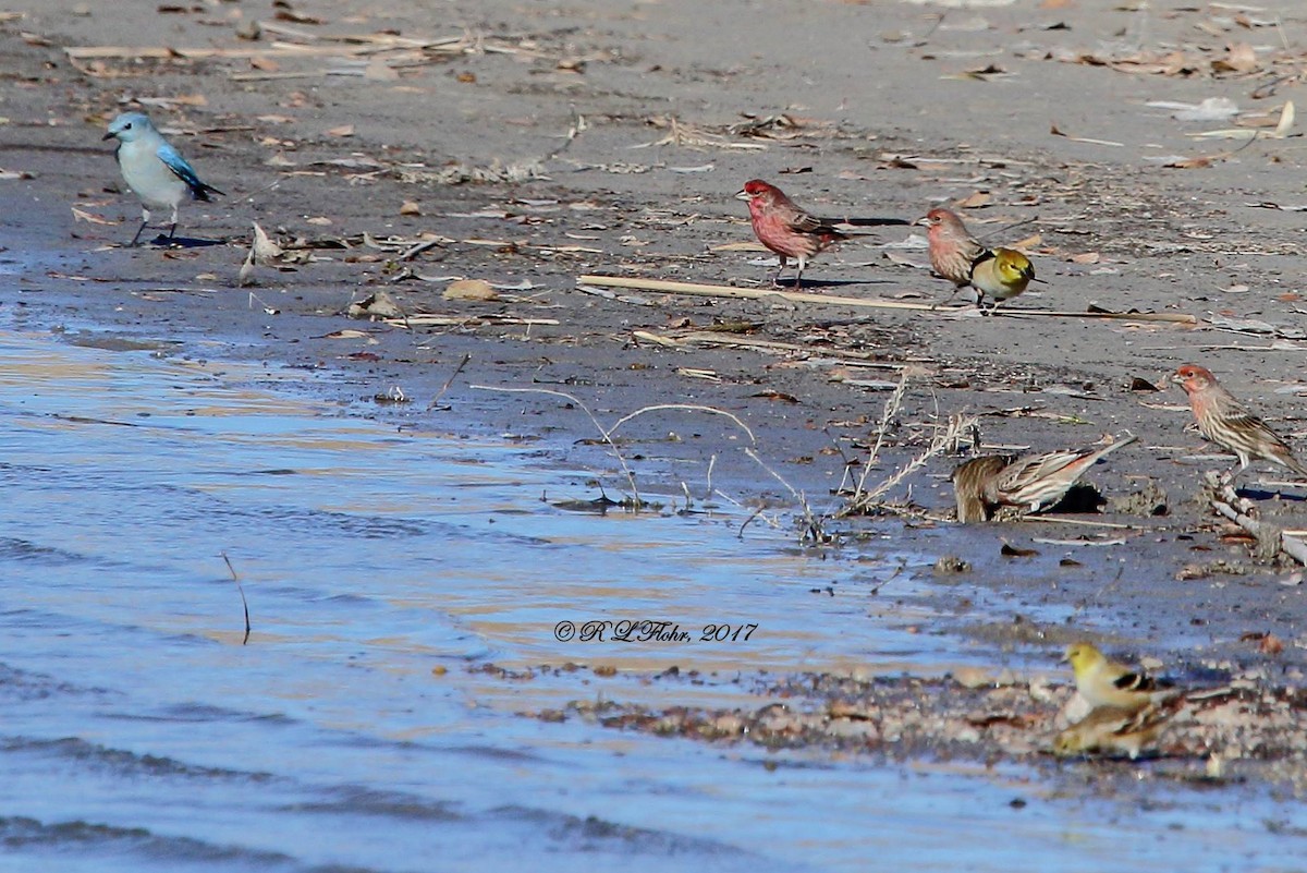 American Goldfinch - ML644544923
