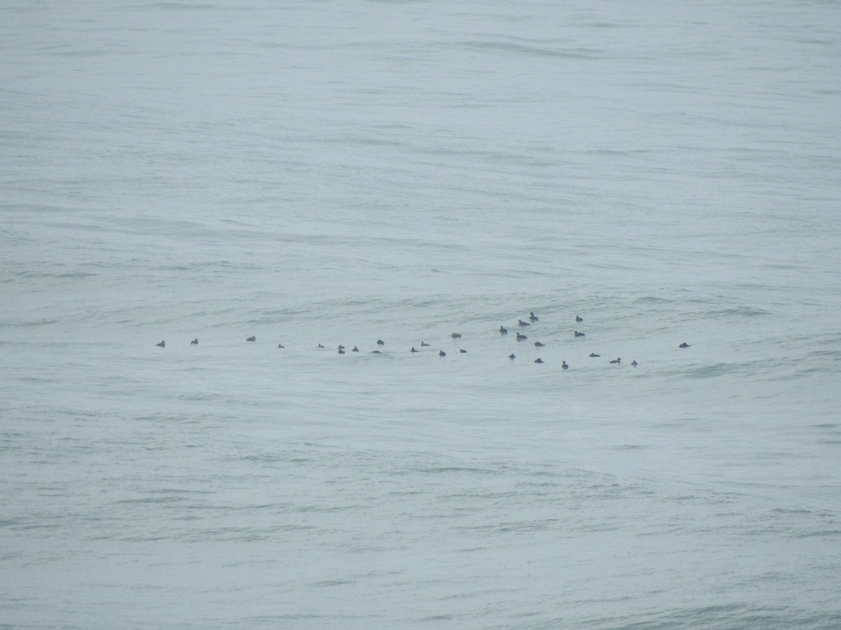 Common Scoter - ML644544928