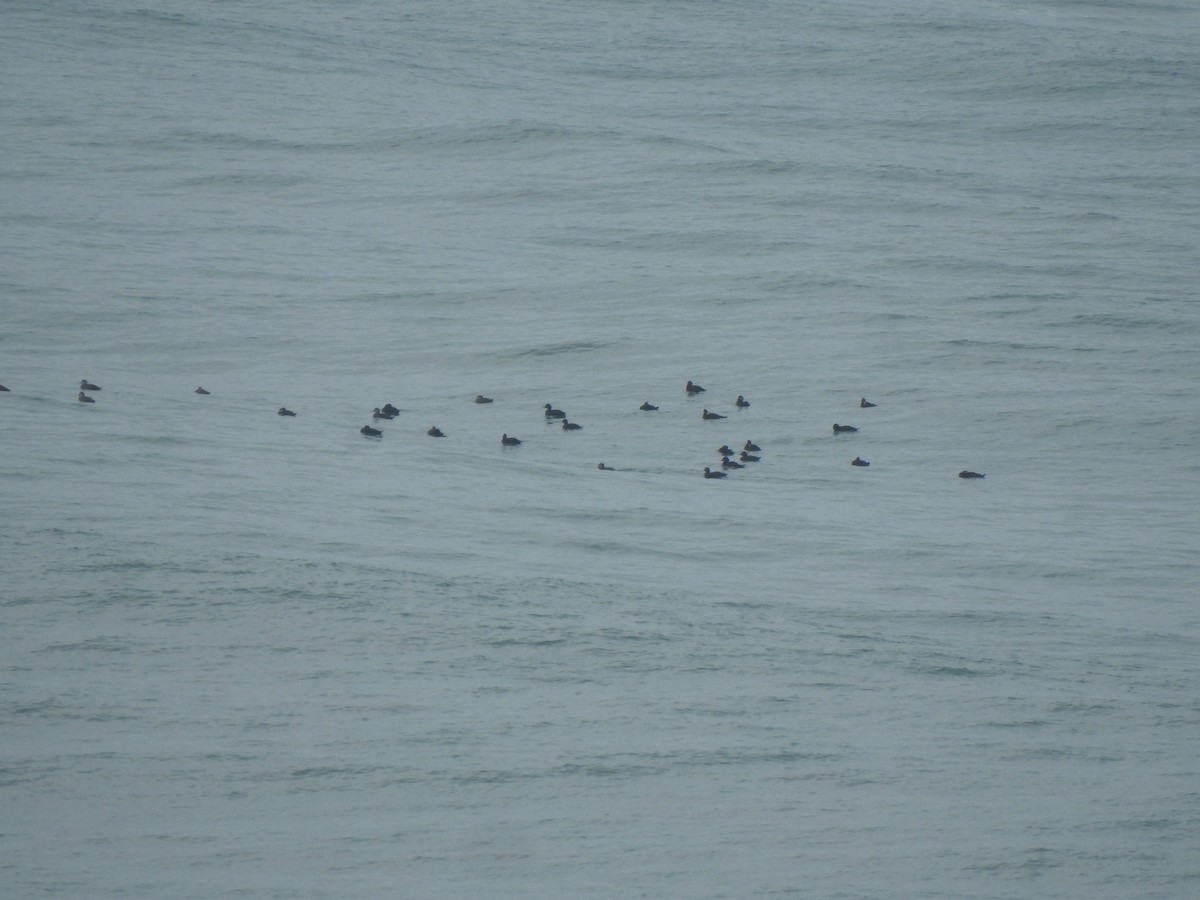 Common Scoter - ML644544936