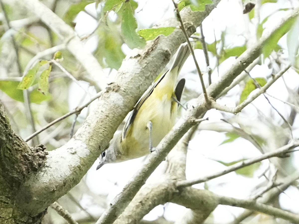 Viréo à tête bleue - ML644544942