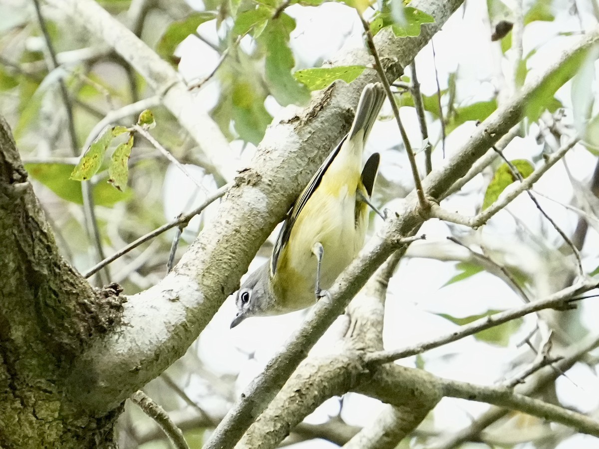 Viréo à tête bleue - ML644544944