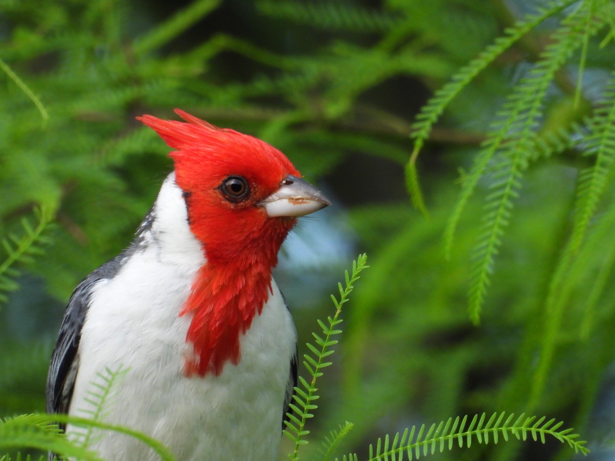 Paroare huppé - ML644544949