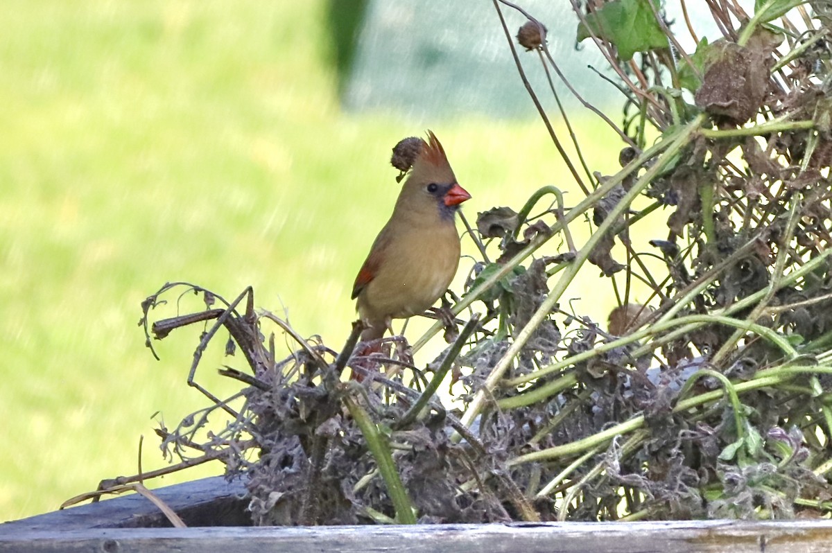 Northern Cardinal - ML644544950