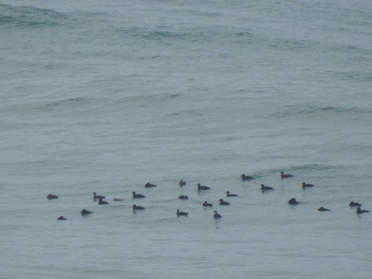 Common Scoter - ML644544951