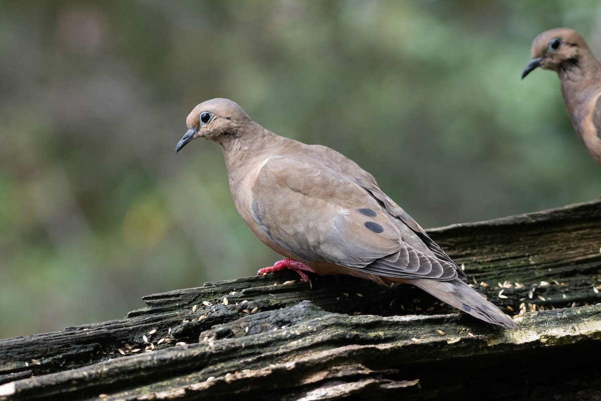 Zenaida belarriduna - ML644544954