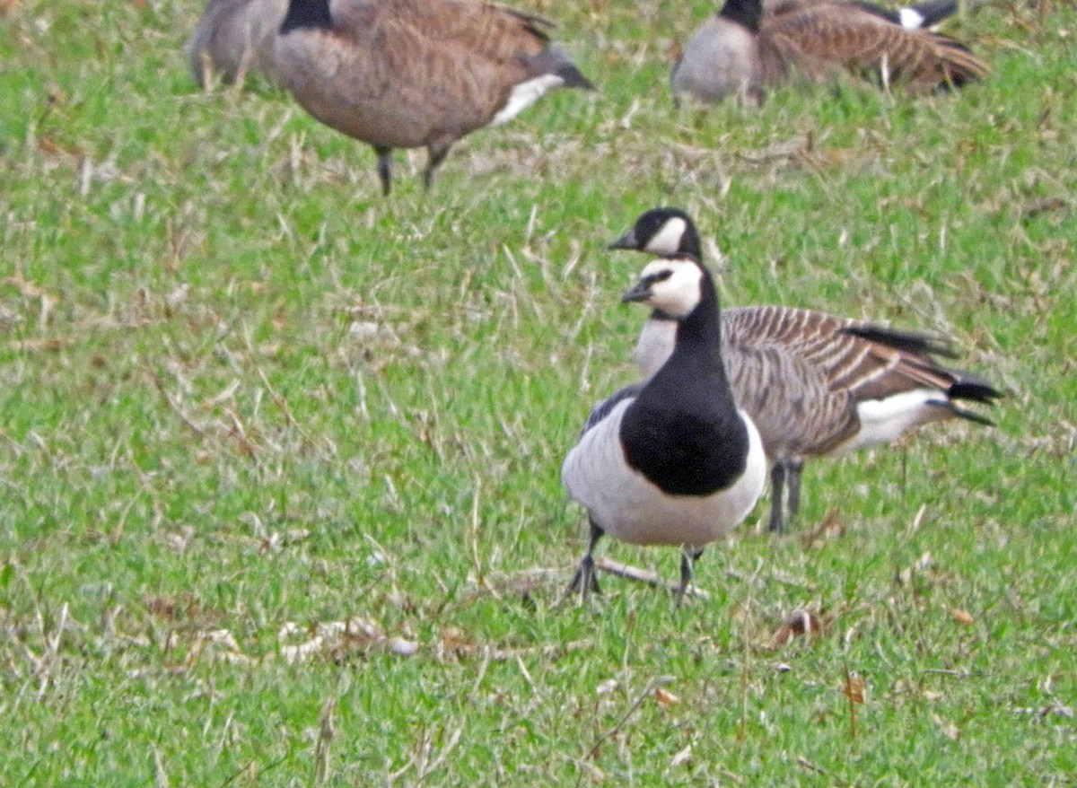 Cackling Goose - ML644544958