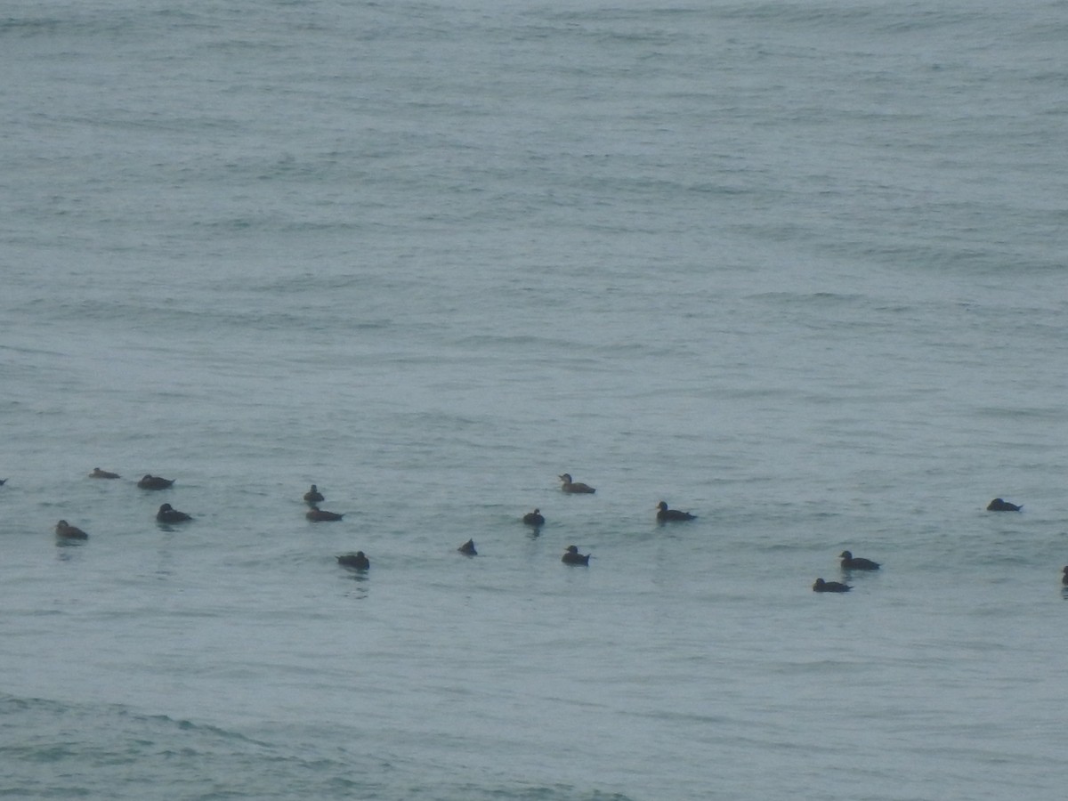 Common Scoter - ML644544961