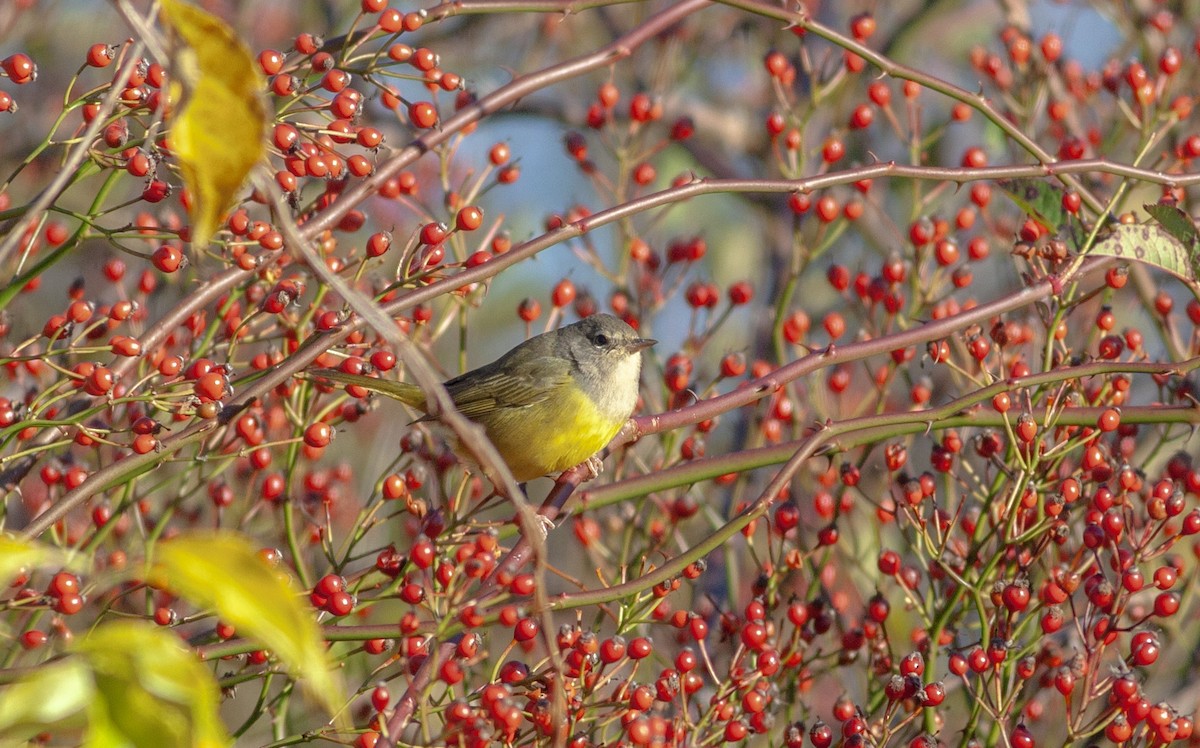 MacGillivray's Warbler - ML644544965