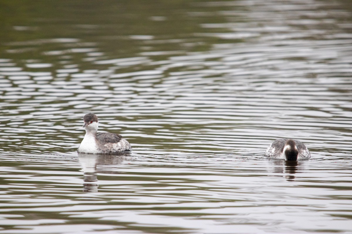 Ухаа шунгуур - ML644544966