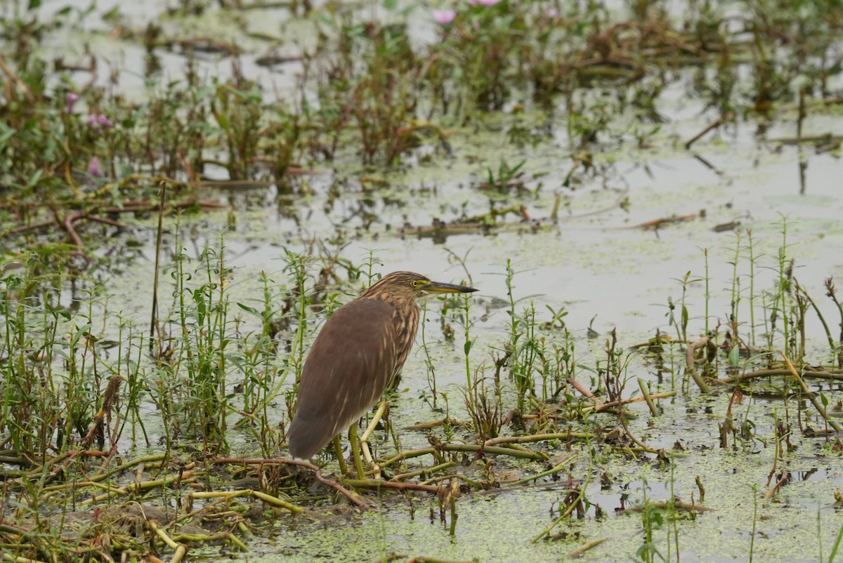 Indian Pond-Heron - ML644544967