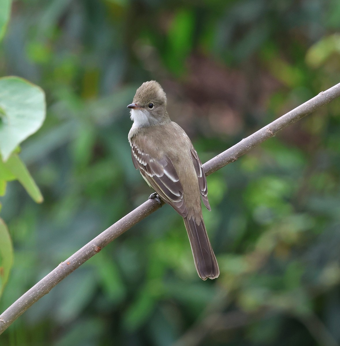 Large Elaenia - ML644544975