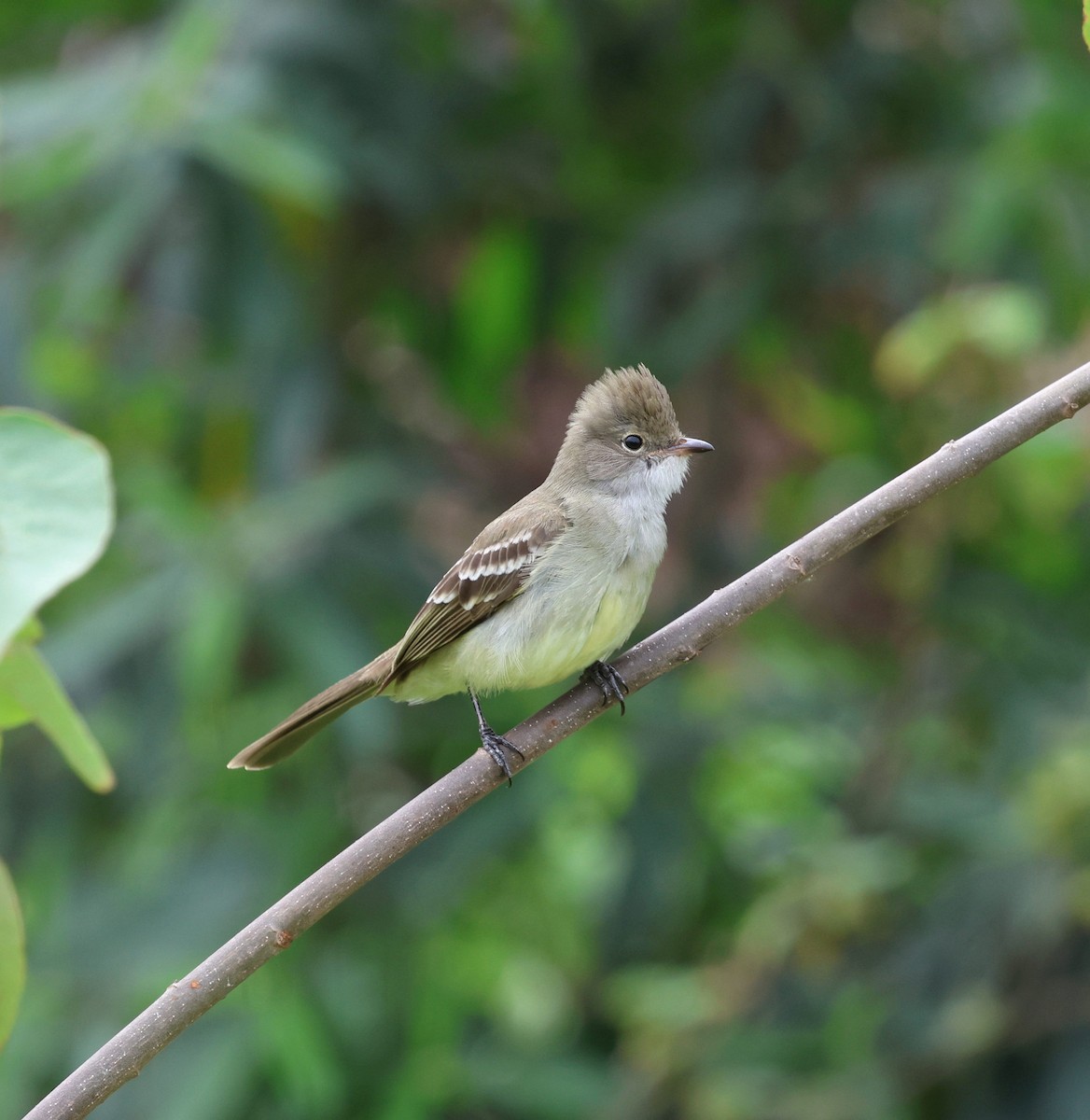 Large Elaenia - ML644544976