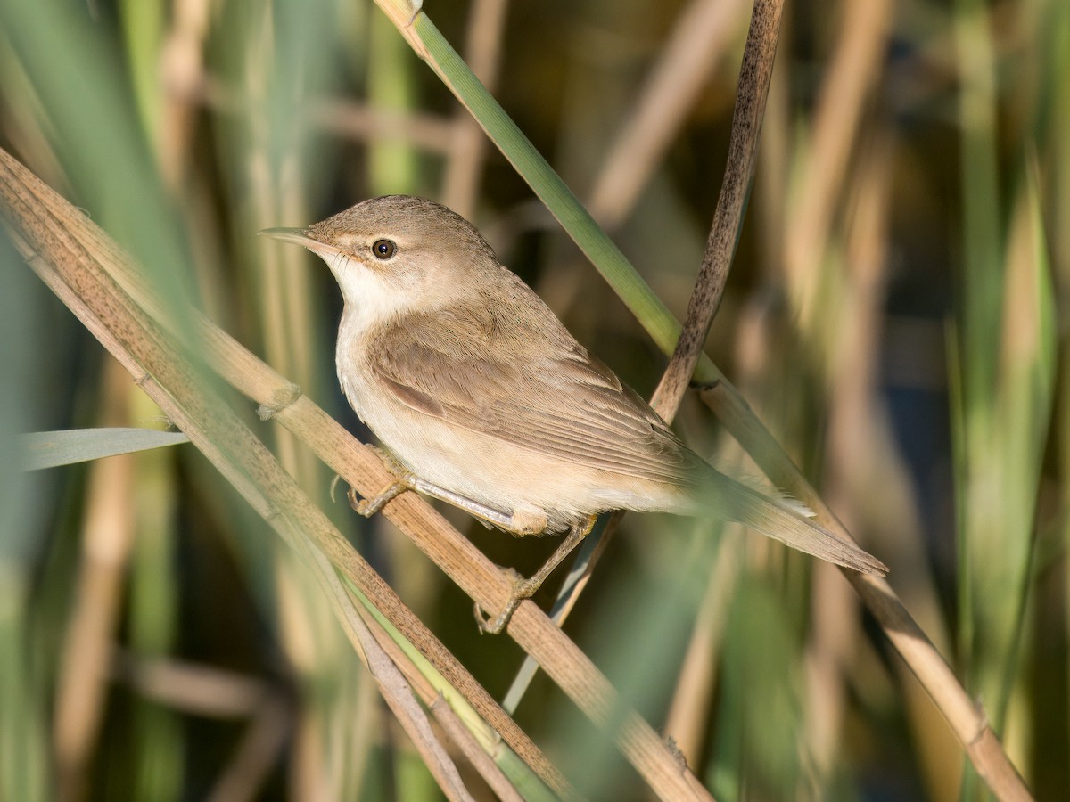 Teichrohrsänger - ML644544979