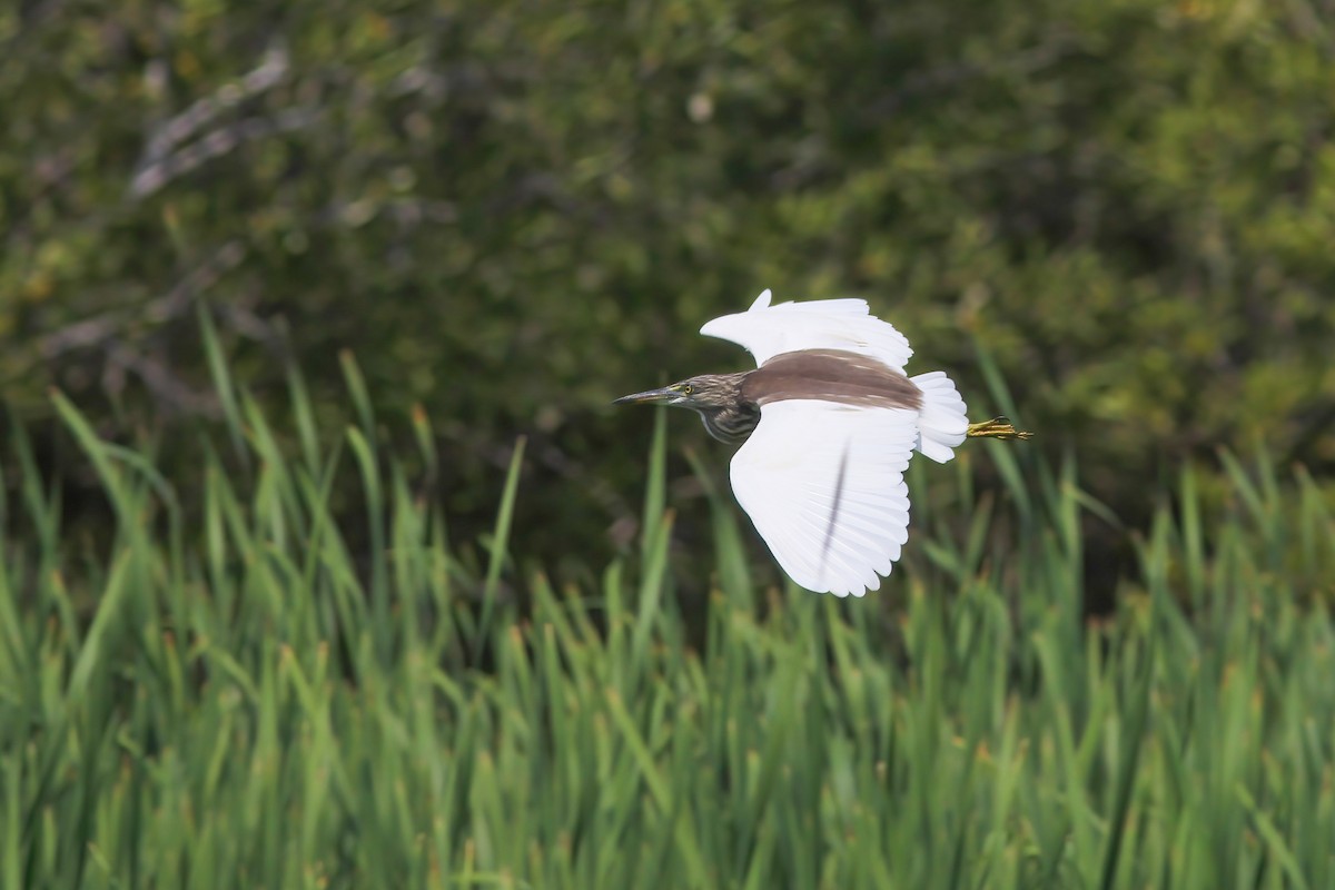 池鷺屬 - ML644544980