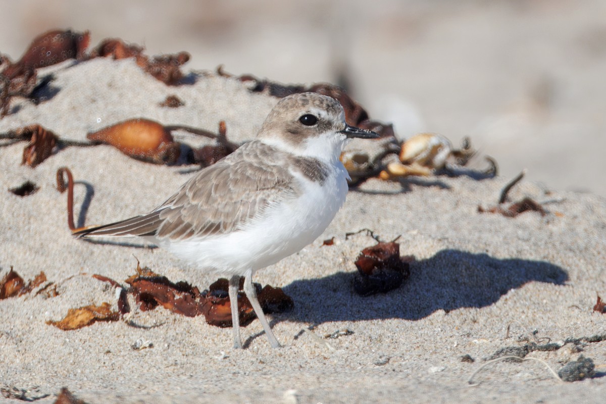 Snowy Plover - ML644544985