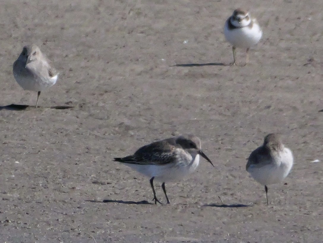 Dunlin - ML644544988