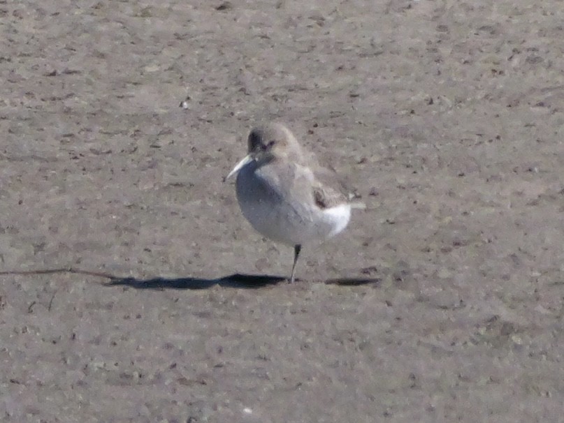 Dunlin - ML644544990