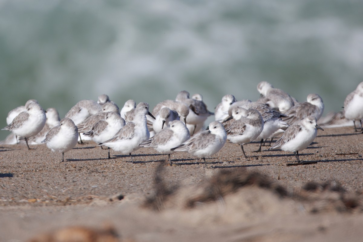 Sanderling - ML644544992