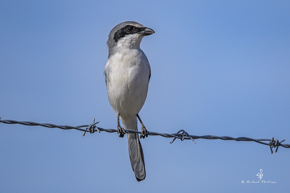 Loggerhead Shrike - ML644544994
