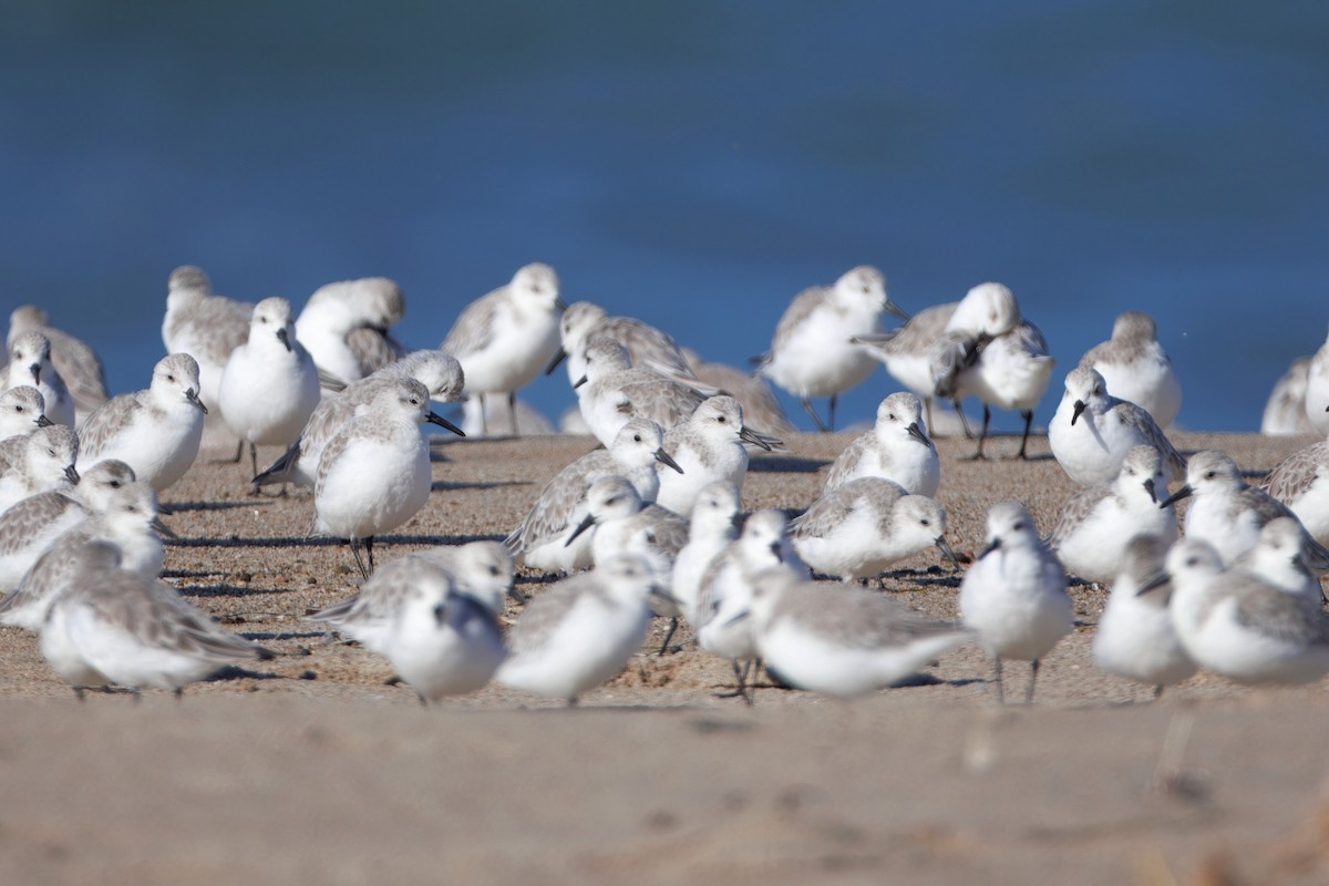 Sanderling - ML644544996