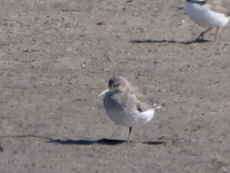 חופית אלפינית - ML644544997