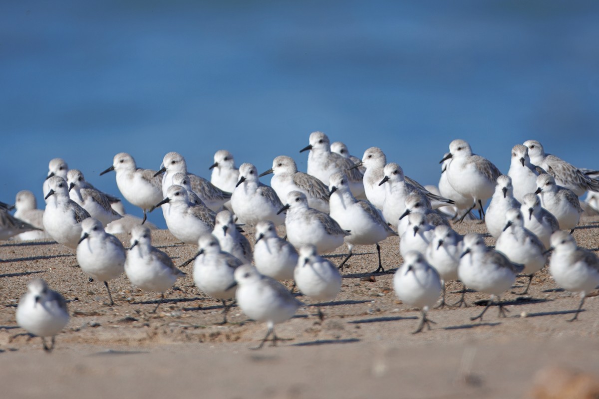 Sanderling - ML644544998
