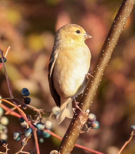 American Goldfinch - ML644544999