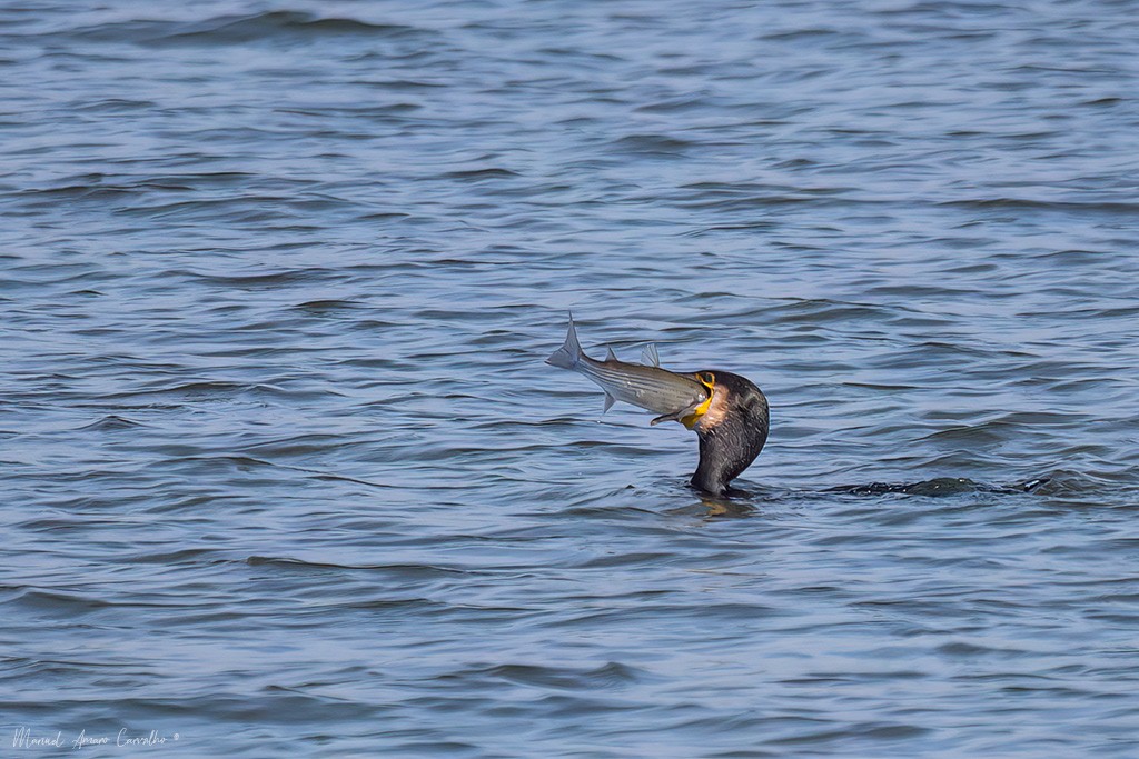 קורמורן גדול - ML644545000