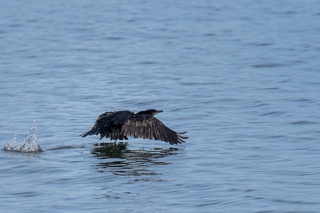 קורמורן גדול - ML644545001