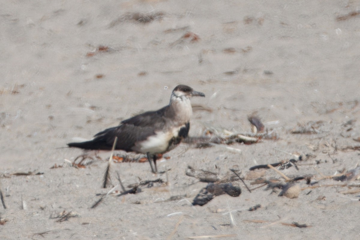 Parasitic Jaeger - ML644545002