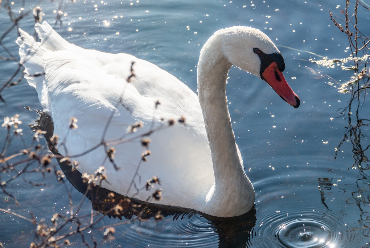 ברבור מצוי - ML644545003