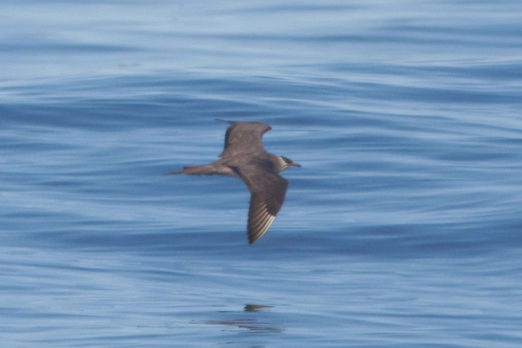 Parasitic Jaeger - ML644545008