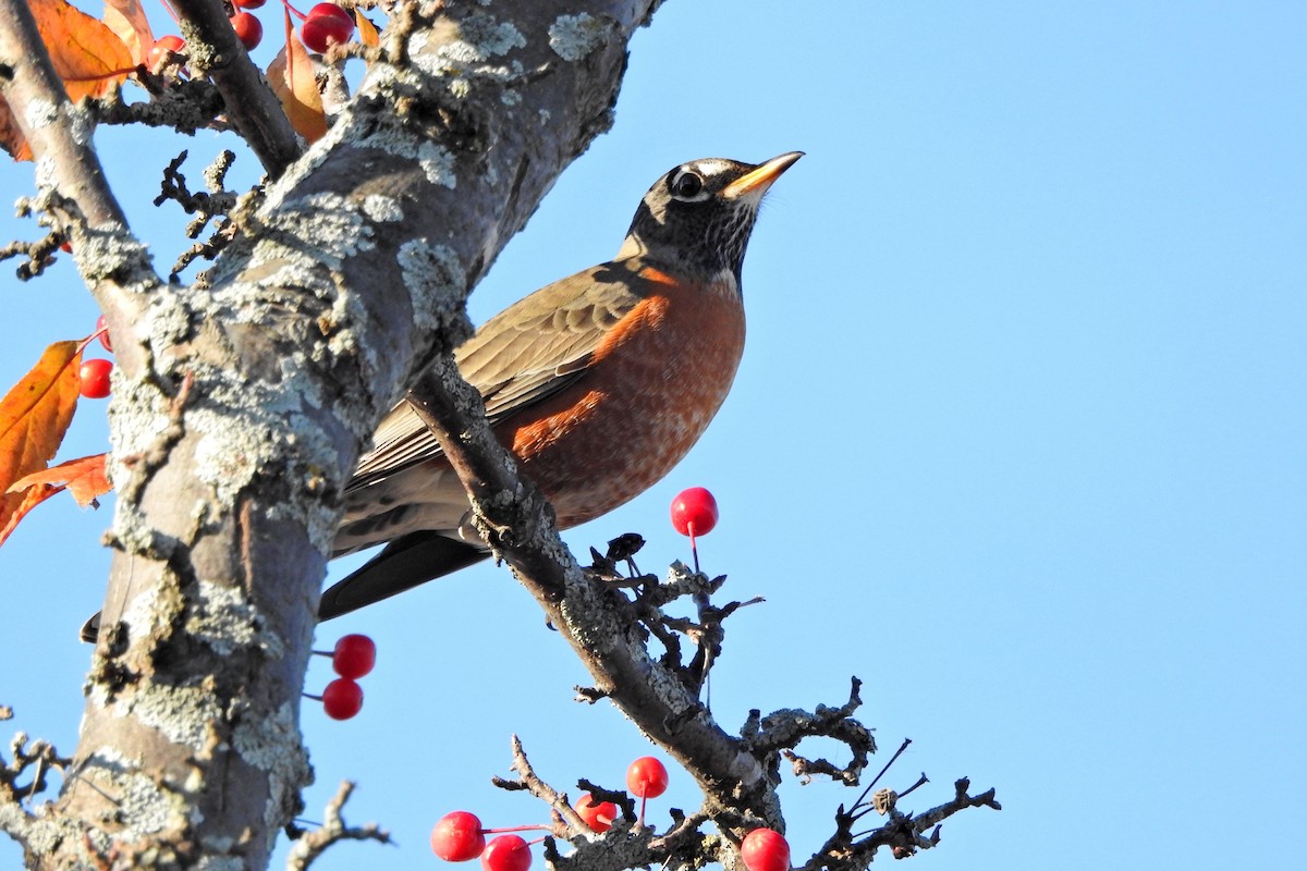 קיכלי נודד - ML644545009