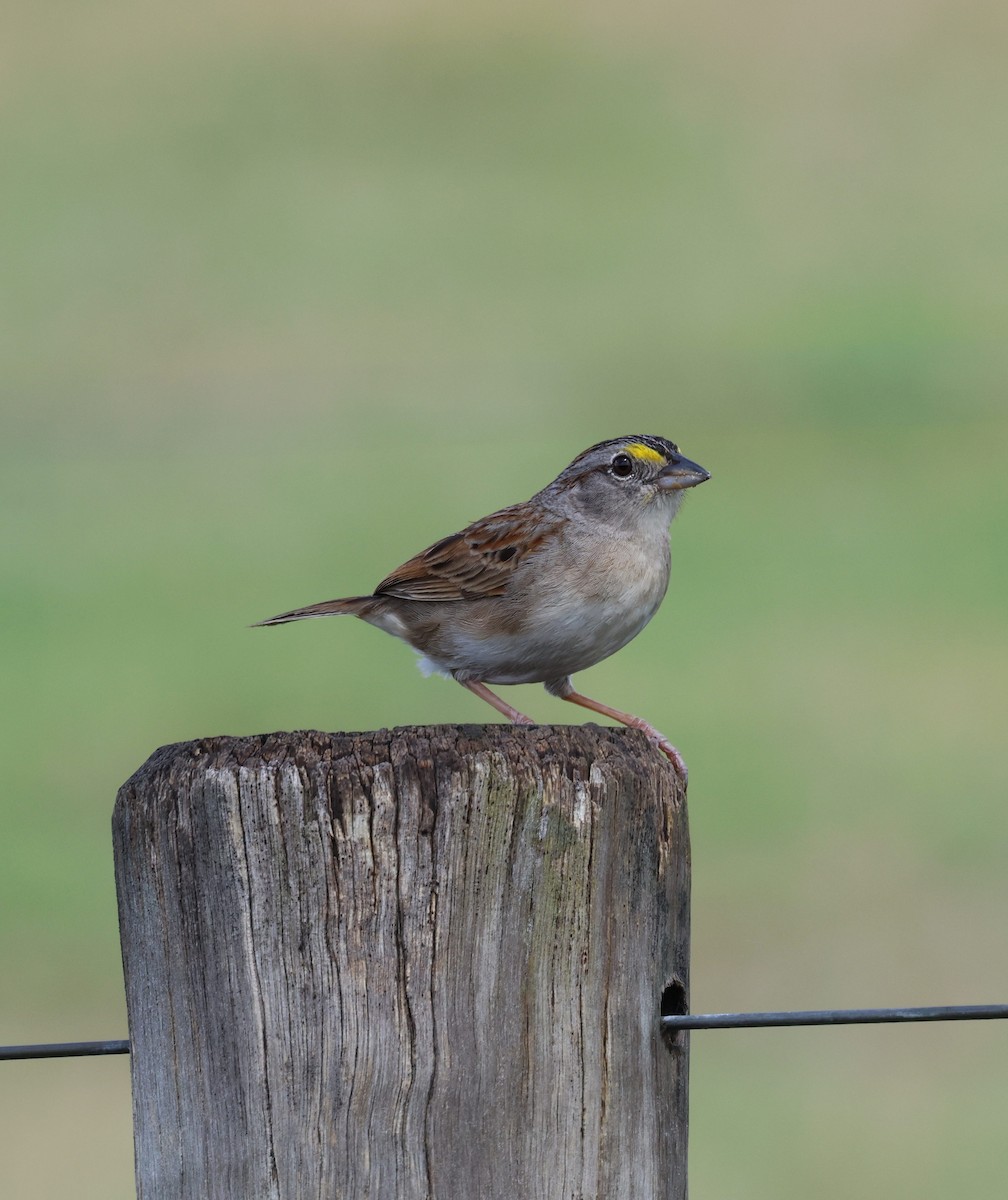 Grassland Sparrow - ML644545010