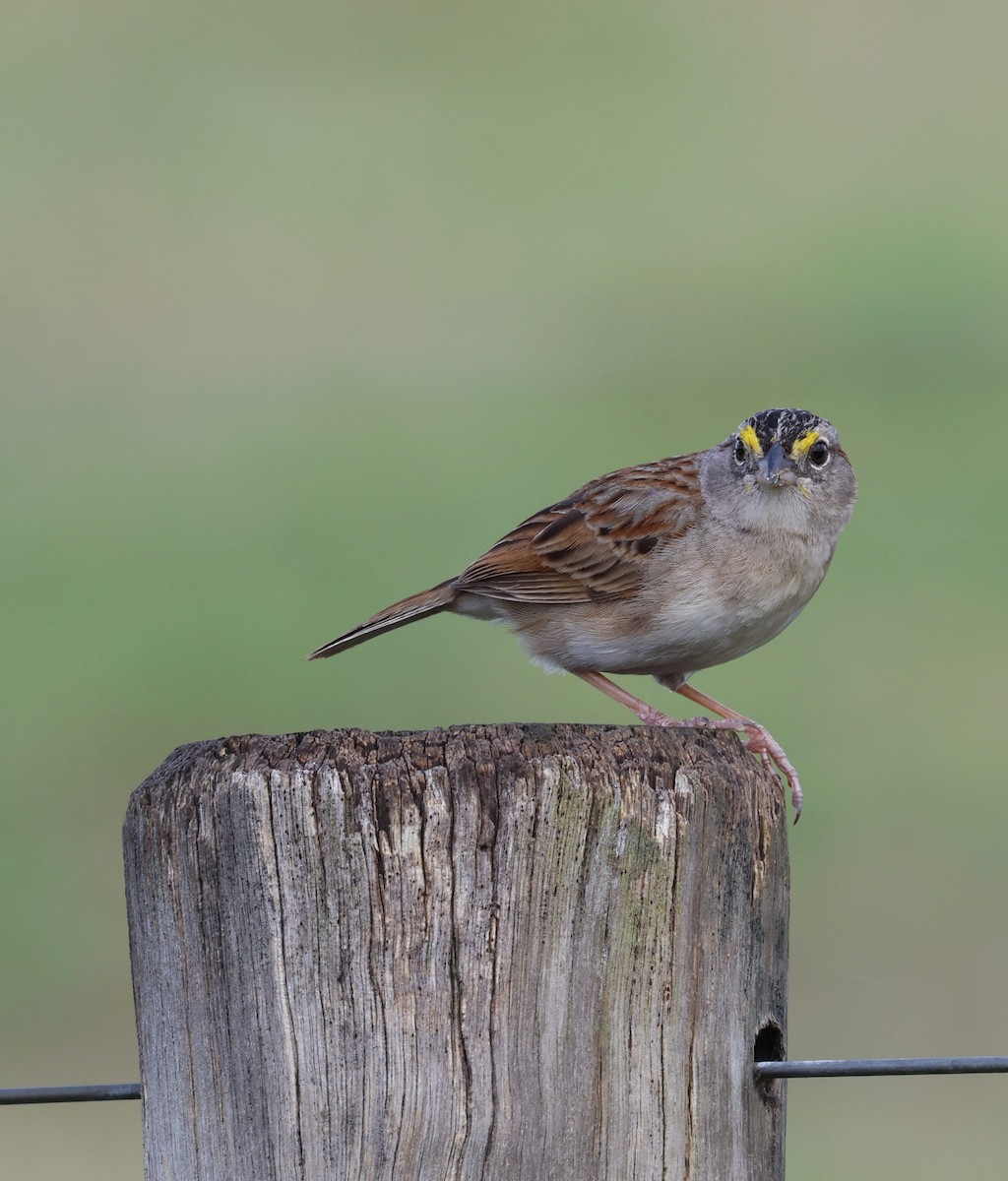 Grassland Sparrow - ML644545011