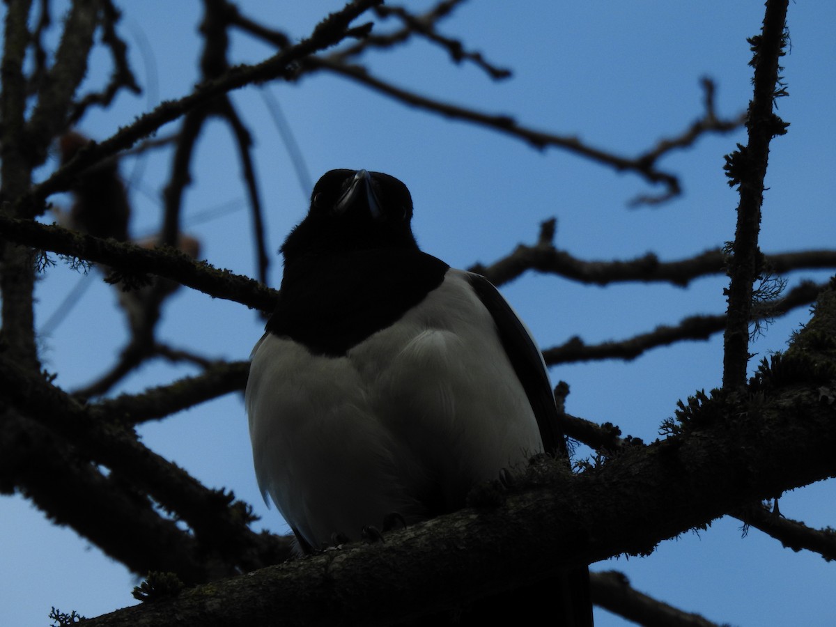 עקעק זנבתן - ML644545012